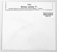 Rhytisma salicinum image